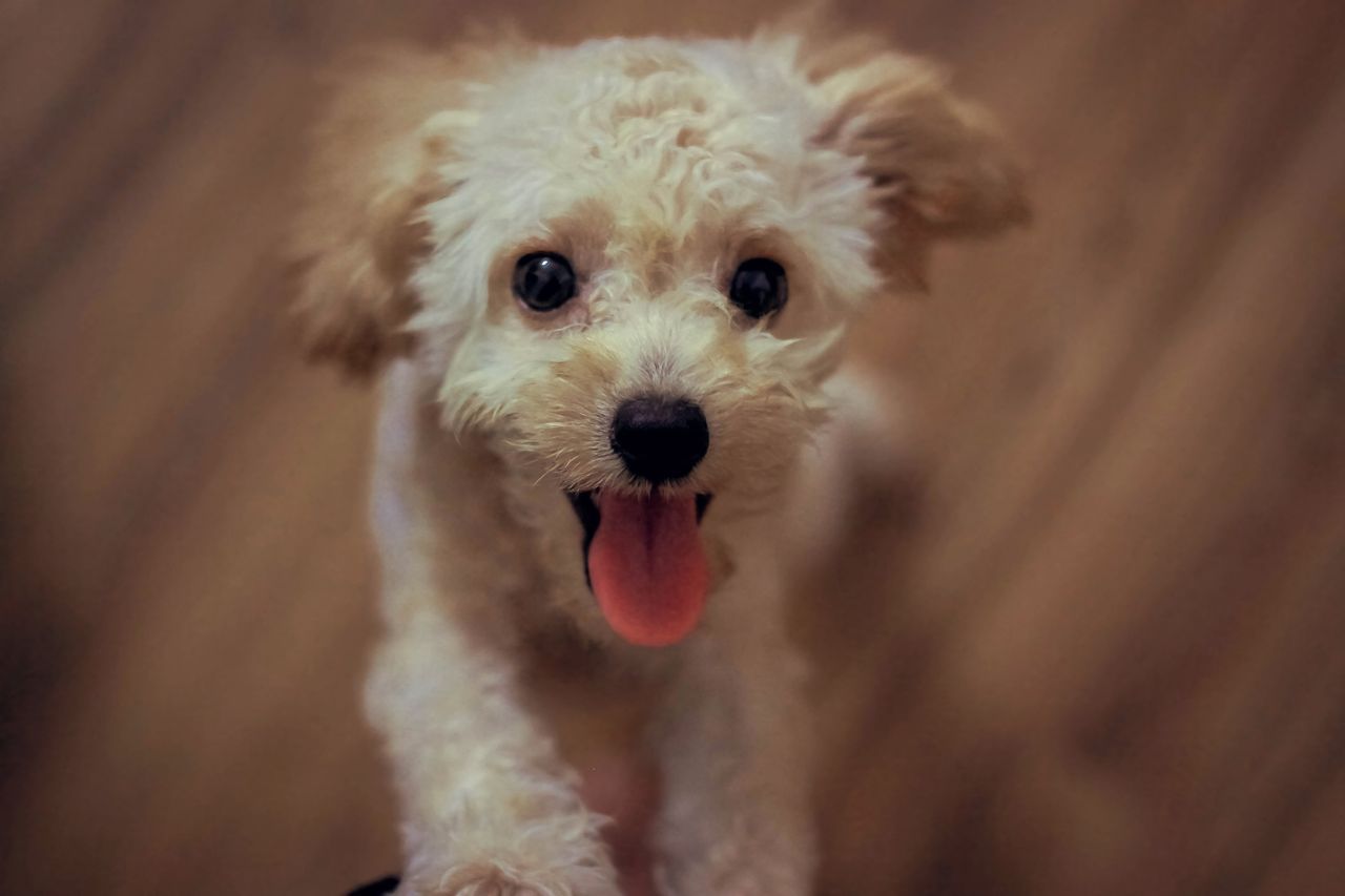 Close-up of a fluffy white puppy with its tongue out, looking at the camera.