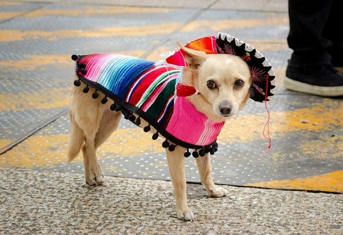 Small dog wearing a colorful Mexican-style outfit and sombrero on a sidewalk.