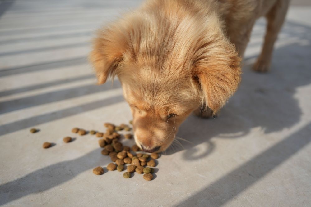 A fluffy golden puppy eats dry kibble spilled on a concrete floor.
