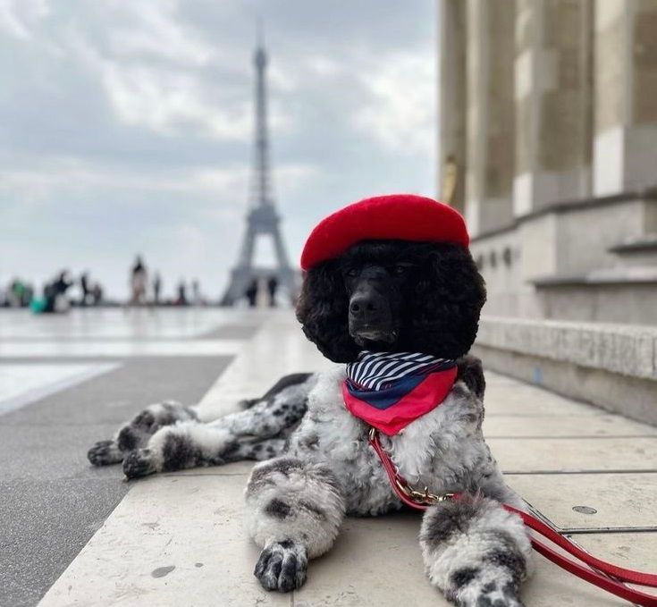 A poodle wearing a red beret and neck scarf rests outdoors with the Eiffel Tower in the background.