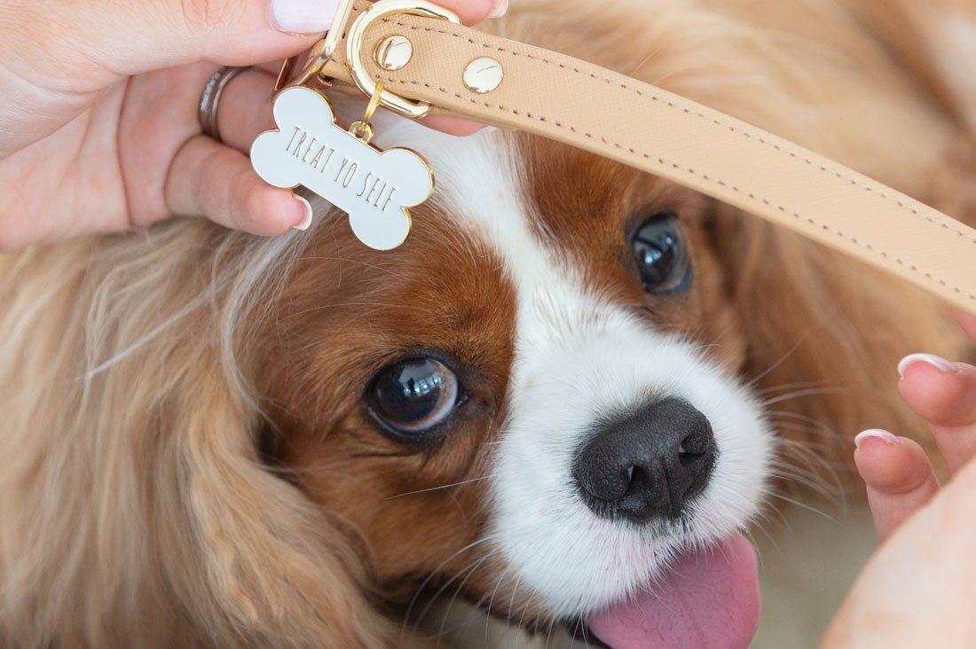 Cute 'TREAT YO SELF' bone-shaped pet ID tag and dog collar charm on a tan collar worn by a Cavalier King Charles Spaniel.