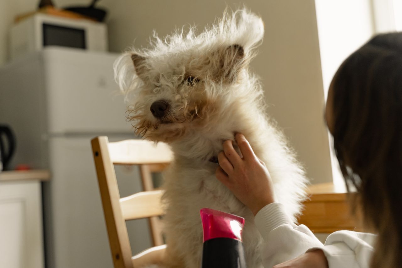 Person uses a pink and black hair dryer to dry a fluffy white dog sitting on a chair.