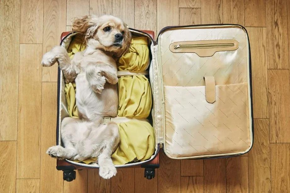 Cocker spaniel dog lying in an open suitcase packed with clothes, preparing for flying with a psychiatric service dog.