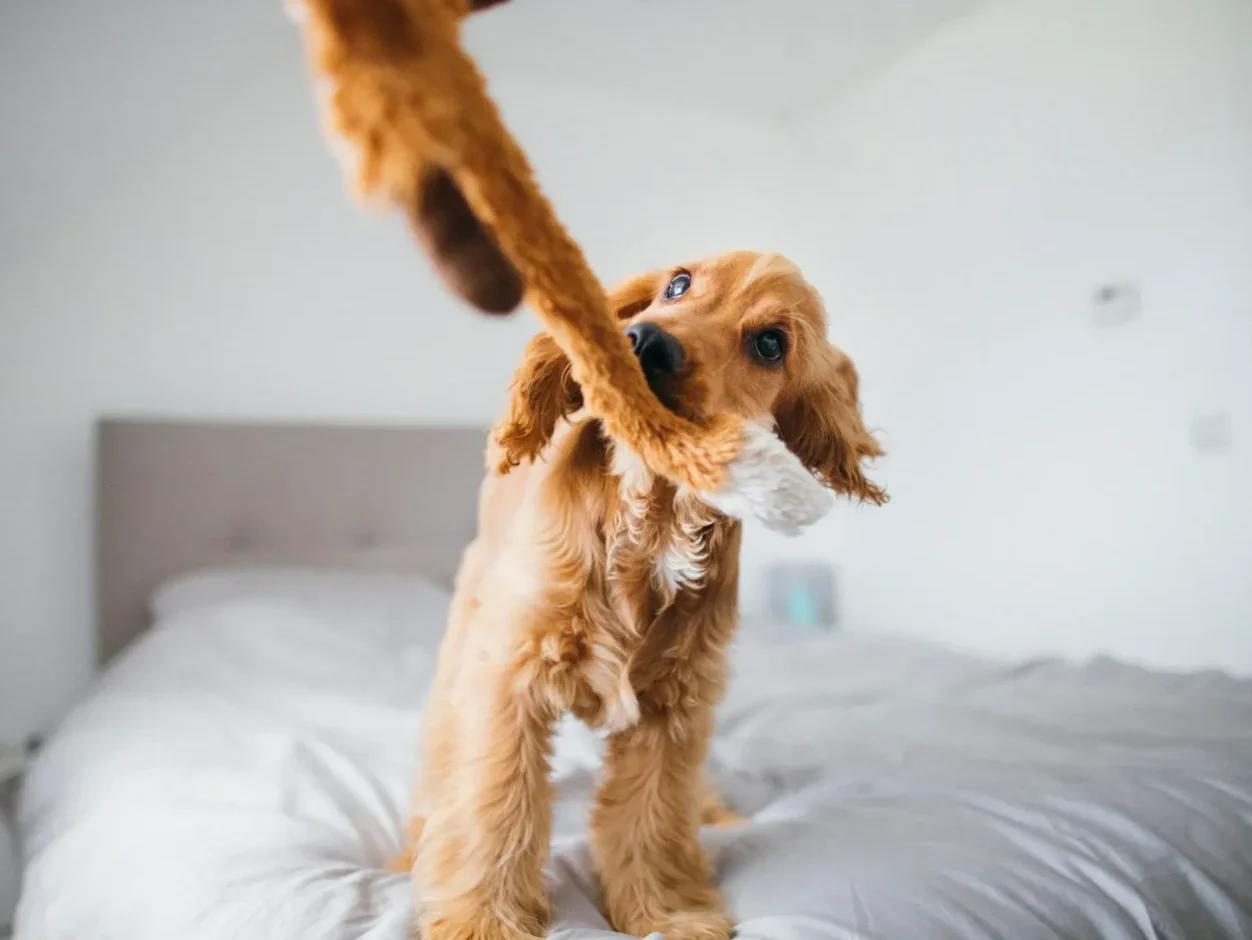 Not All Dog Toys are Equal_ How to Choose Quality Dog Toy Brands2