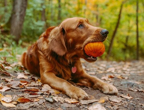 Golden retriever lying on a forest trail, holding a small pumpkin in its mouth.