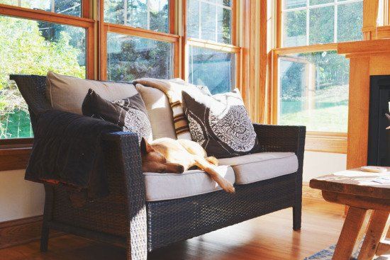 A brown dog naps on a wicker couch in a bright, sunlit room with large windows.