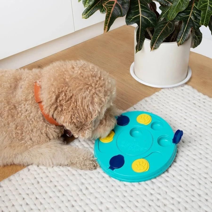 Small curly-haired dog investigates a turquoise puzzle toy on a white rug beside a potted plant.
