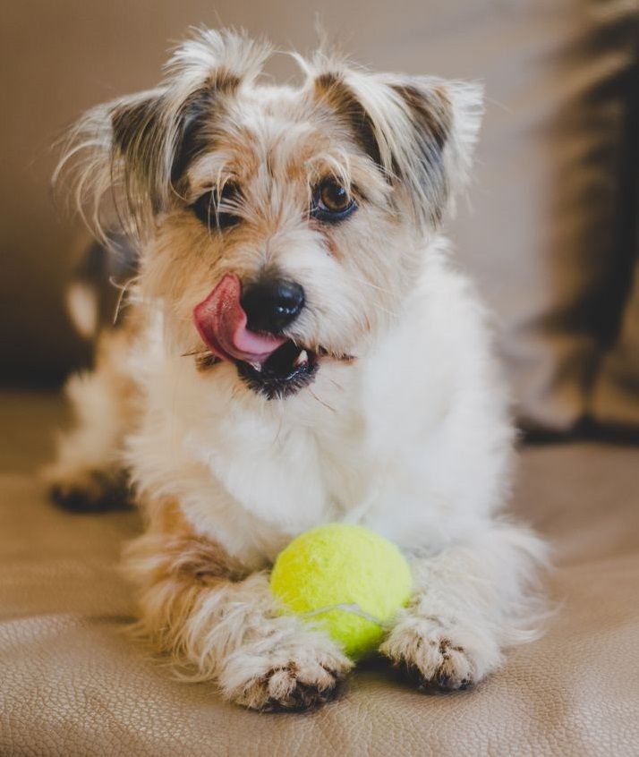 A small scruffy dog licks its nose while resting with a yellow tennis ball between its paws.
