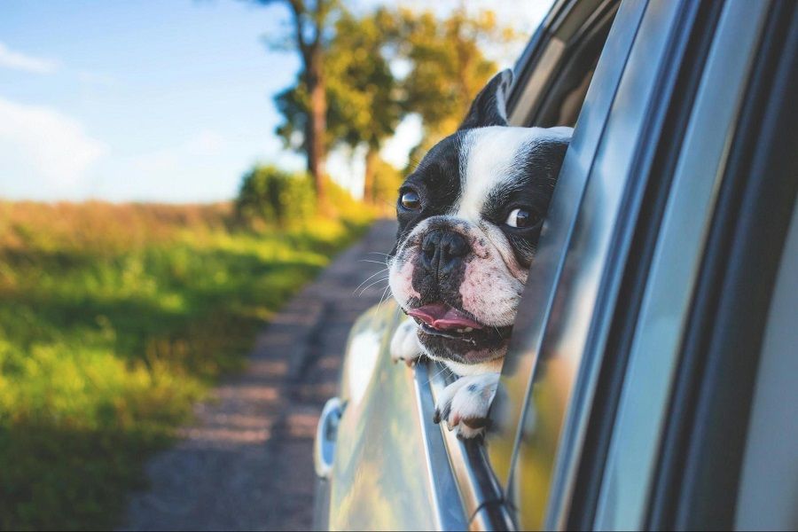 a dog in the car