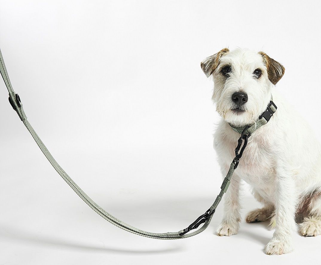 Small white terrier wearing a sage green designer dog leash and matching luxury collar set.