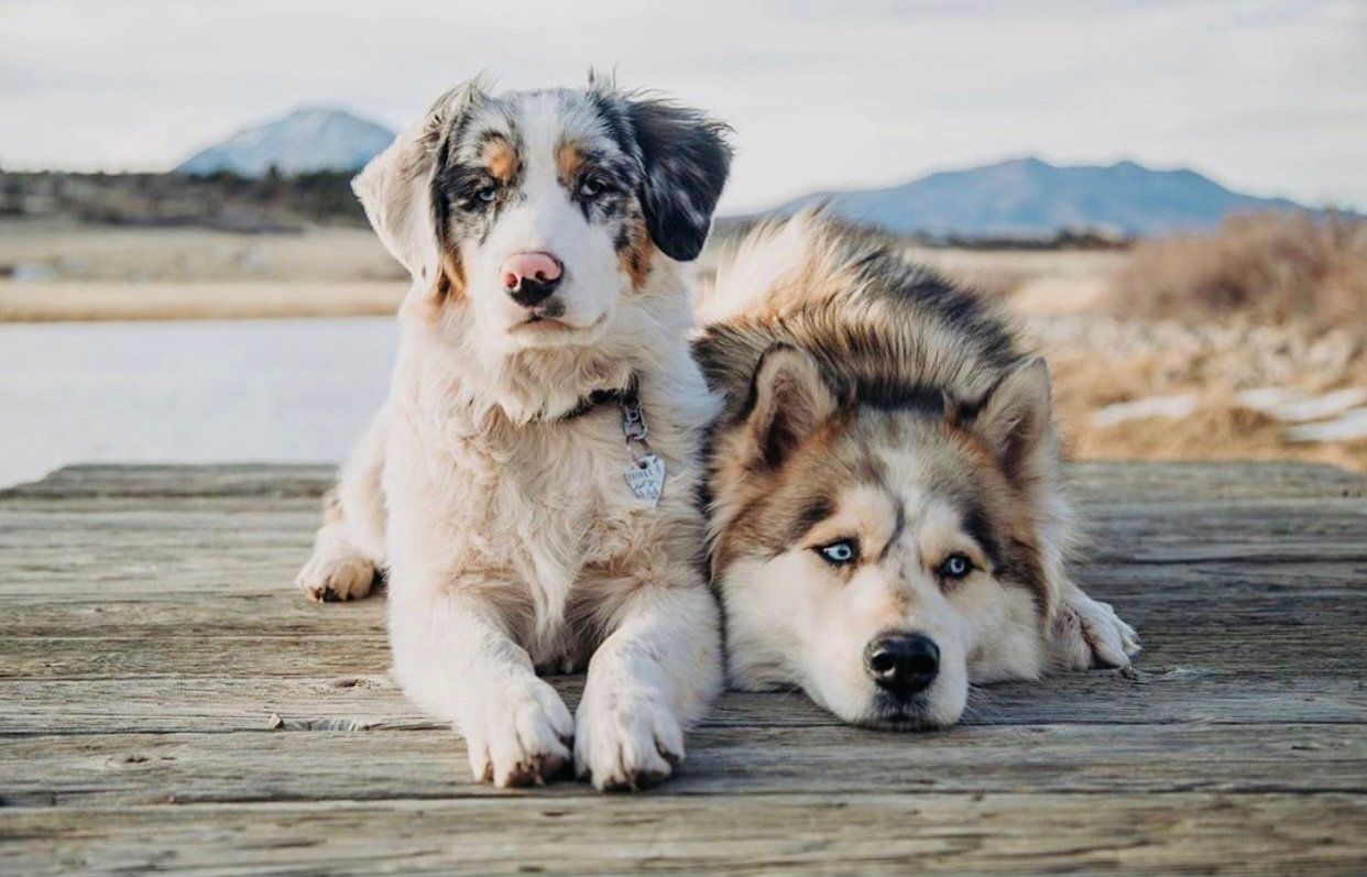 Two dogs resting on a dock during a mountain road trip, showcasing pet travel and dog packing list essentials.