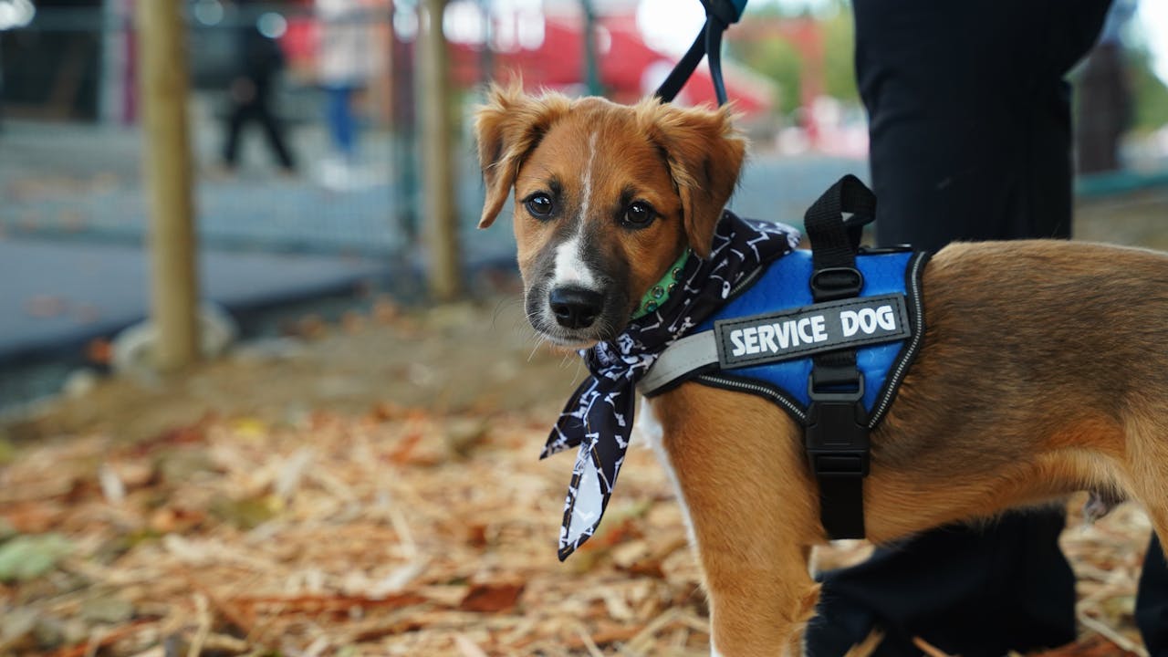 using a service dog in public spaces