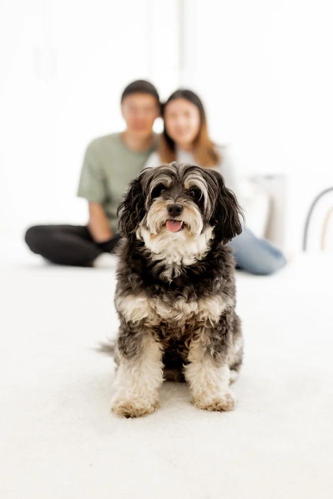 couple looking at dog trying to understand behavior