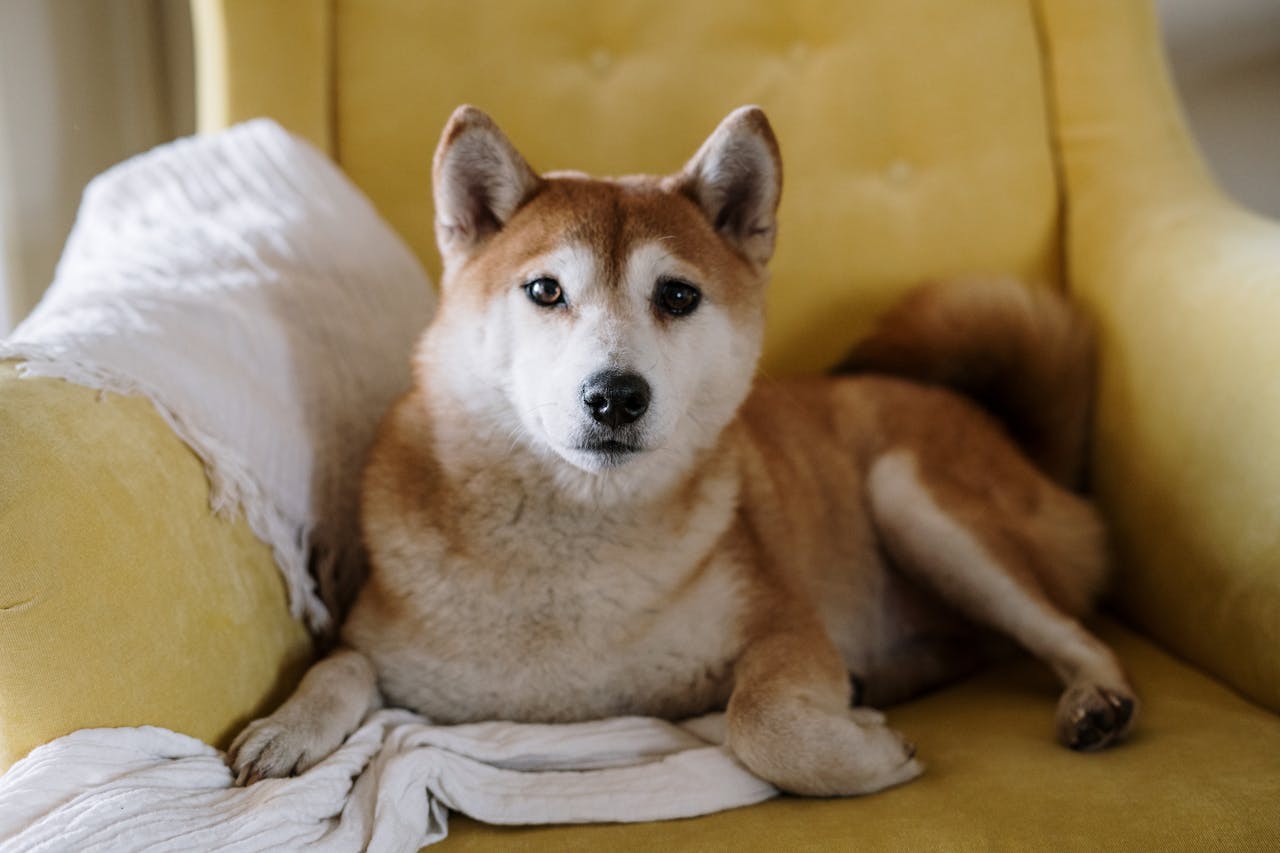 Living With Dogs: Managing Pet Hair, Dander, and Odors at Home