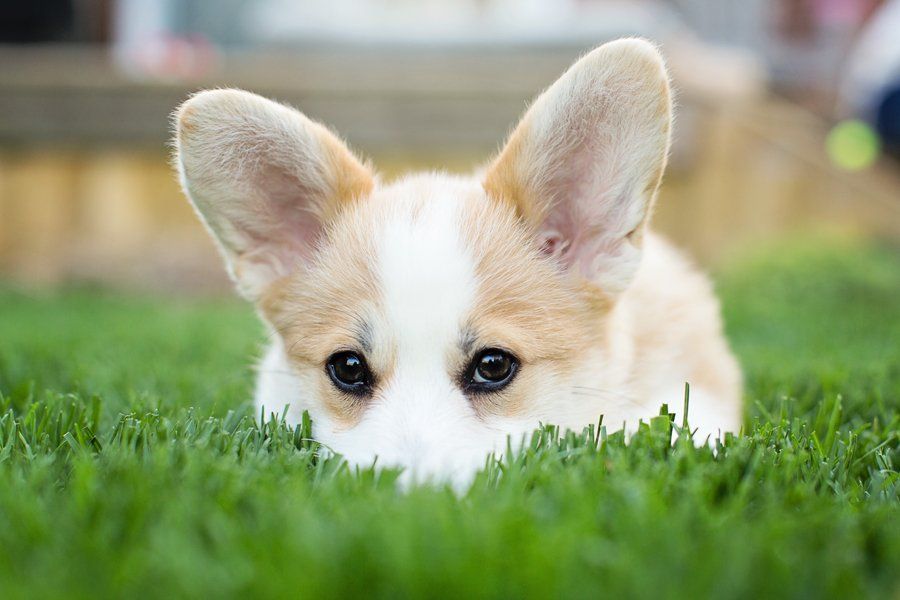 Paddington the Corgi Puppy by Posh Pets Photography
