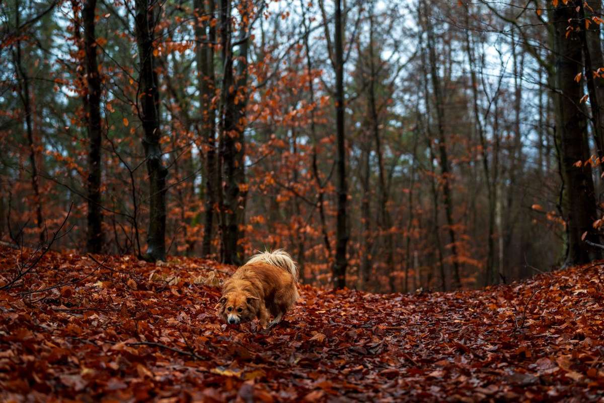 A fluffy dog walks along a woodland path covered in fallen autumn leaves.