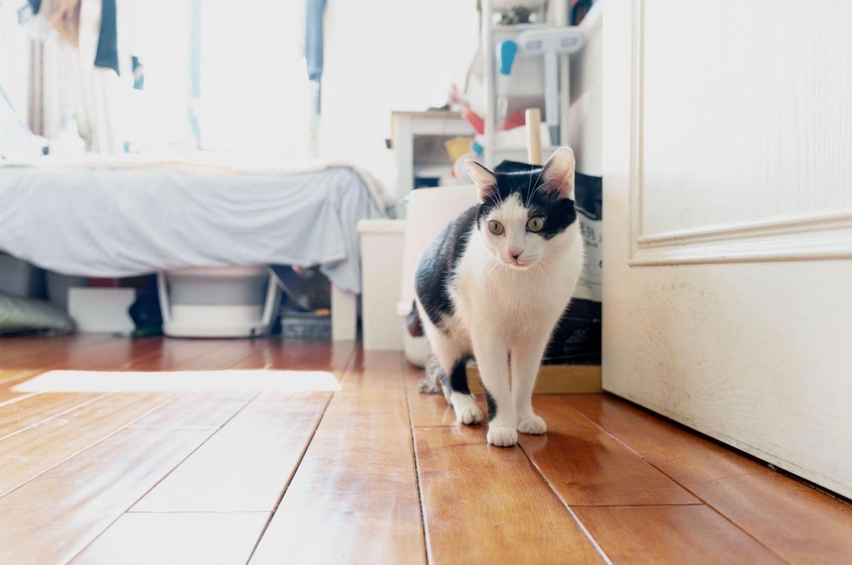 A black and white cat standing on a wooden floor in a bright indoor room.