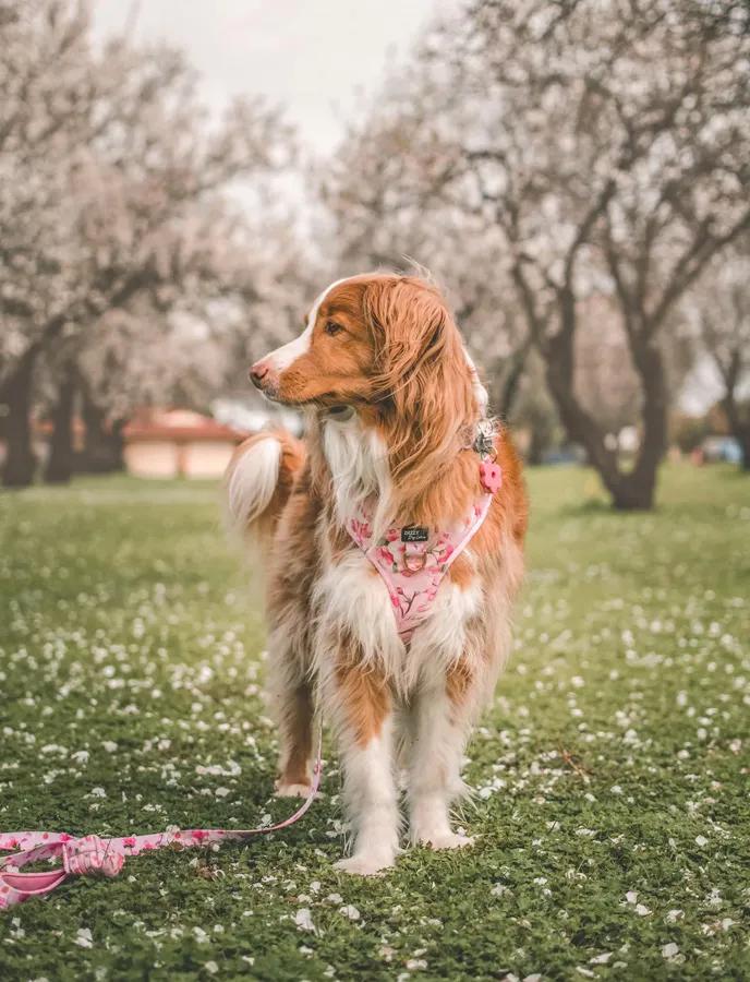 Floral Dog Harnesses We're Loving