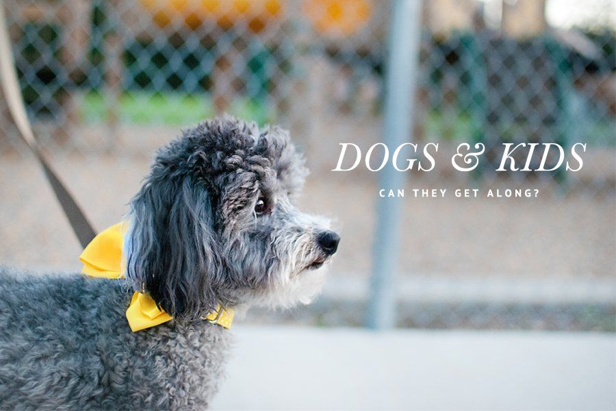 Small fluffy grey dog wearing a yellow bow. Text overlay: Dogs & Kids: Can they get along?