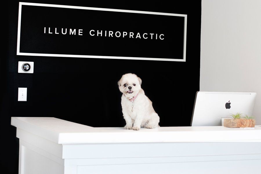 5 Tips for Bringing Your Pup to a Dog-Friendly Office