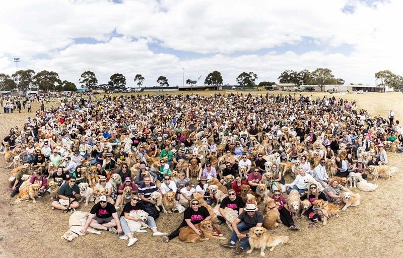 Hundreds of Golden Retrievers and owners at the Gold Rush event, Australia's largest Golden Retriever party.