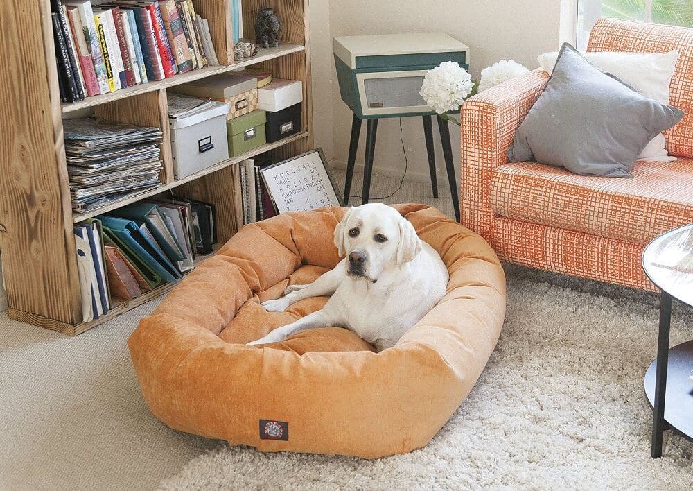 A large white dog lounging in a plush orange bolster dog bed in a modern living room.