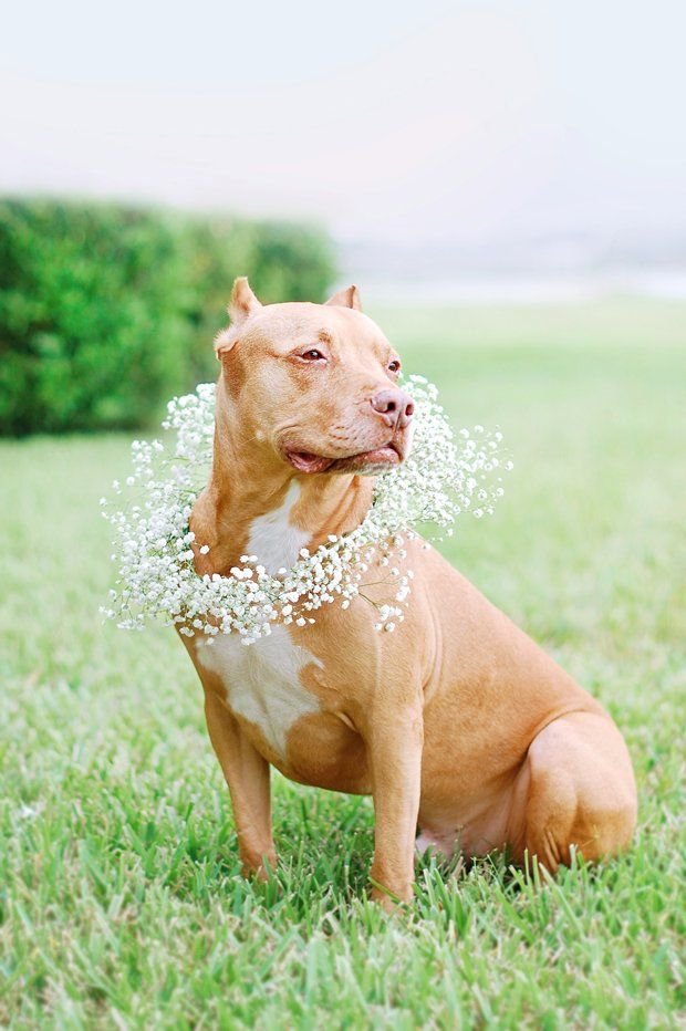 DIY: Floral Dog Wedding Wreath