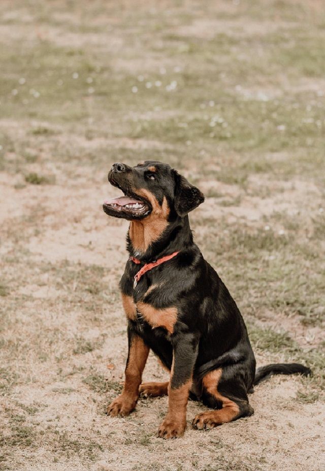 Rottweiler - smart dog breed