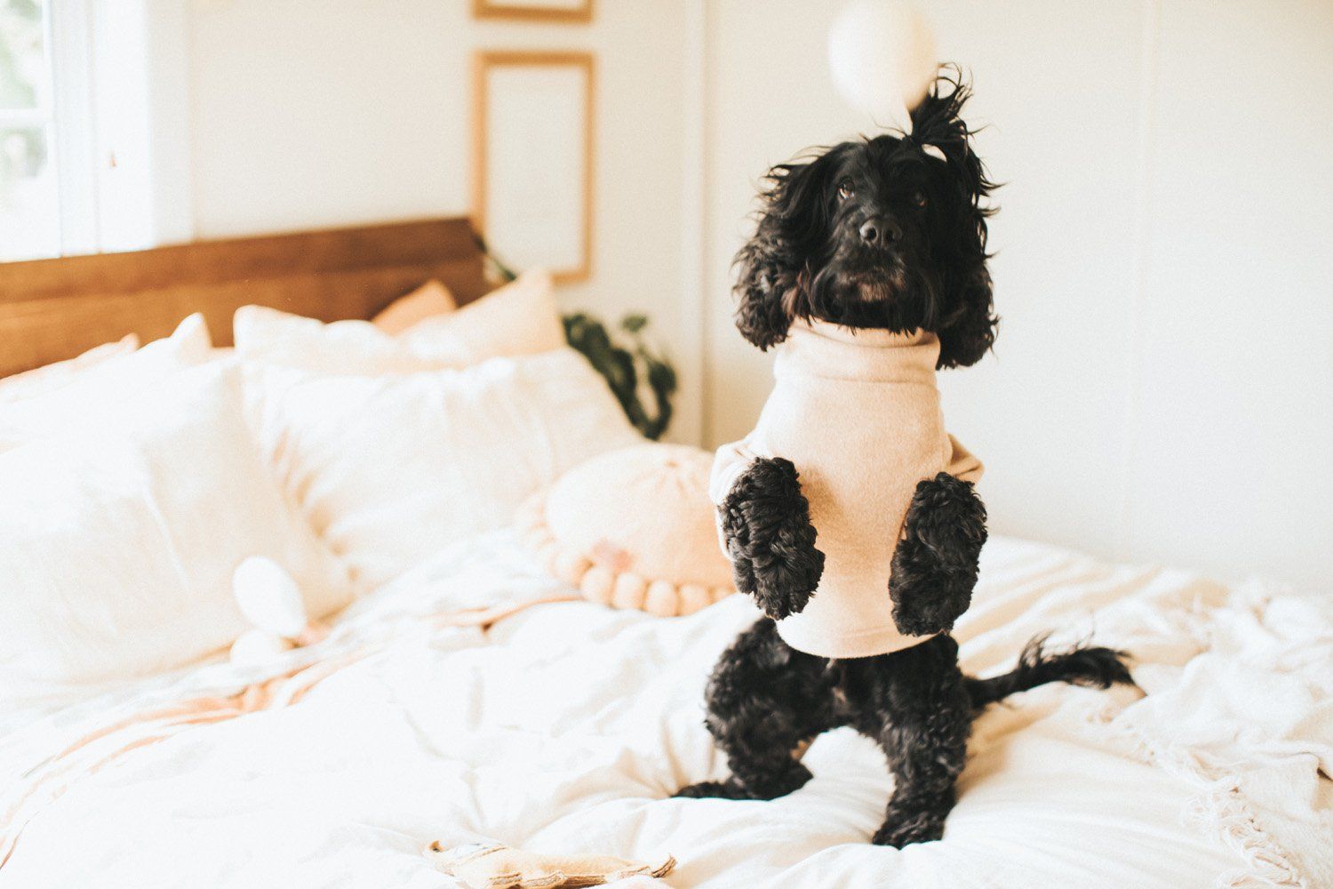 Black dog in a beige sweater sits on a bed with plush designer dog toys that complement neutral home decor.