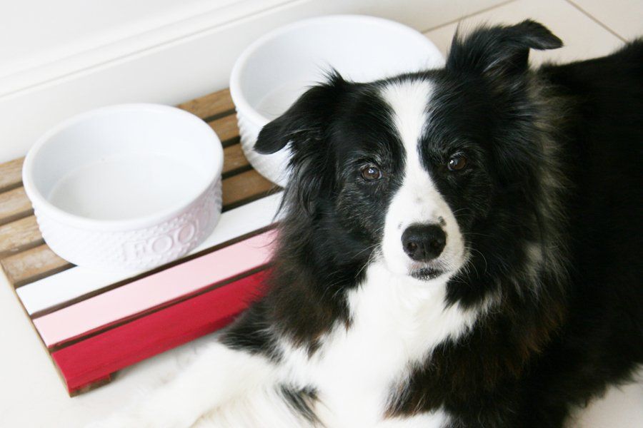 Ombre DIY Dog Feeder | Upcycled Pet Food Mat | Pretty Fluffy