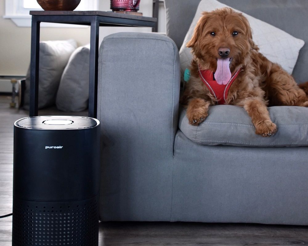 Creating a Pet Friendly Home With PuroAir