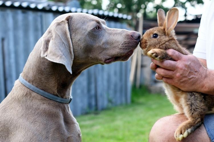 The Premium Rabbit Dog Food Dog Owners Can’t Stop Talking About