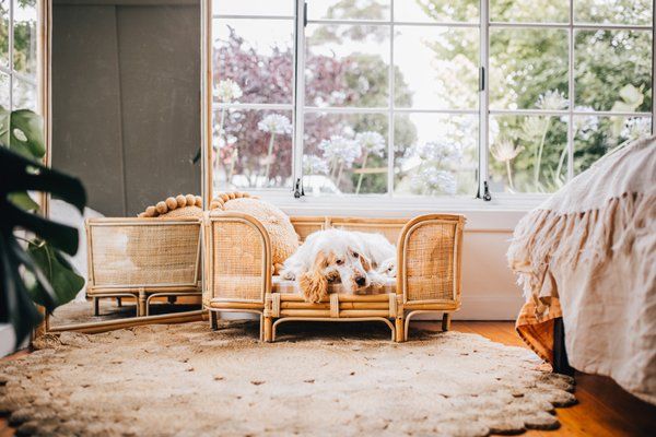 Spaniel dog resting in a Koko Collective rattan dog bed by a sunlit window on a natural jute rug.