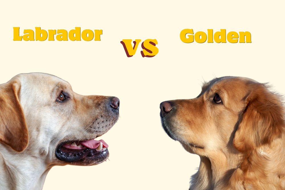 Labrador and Golden Retriever facing each other beneath “Labrador VS Golden” text.