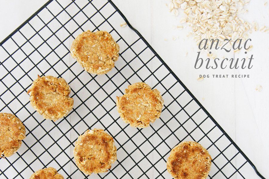Homemade Anzac biscuit dog treats cooling on a wire rack next to raw oats for a DIY dog treat recipe.