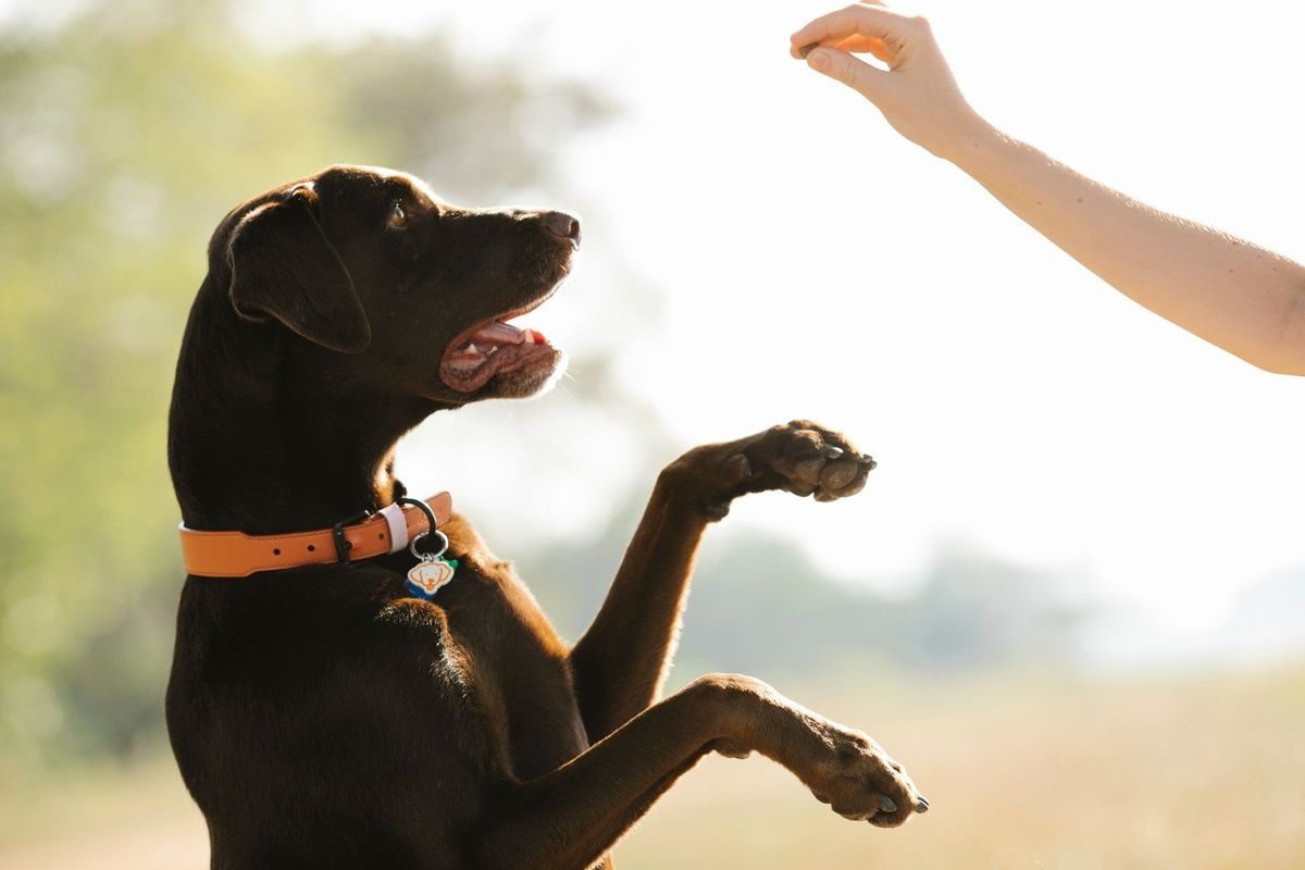 A brown dog balances on its hind legs, looking up at a person's hand holding a treat outdoors.
