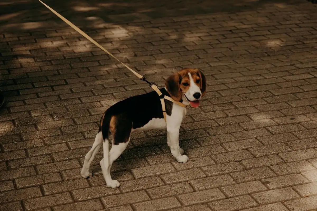 Beagle wearing a harness and leash stands on a brick-paved path, looking back at the camera.