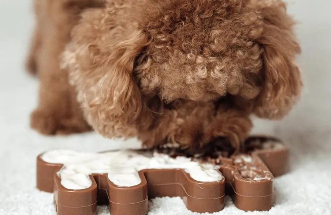 Brown curly-haired dog using a lick mat toy for dog enrichment and mental stimulation.