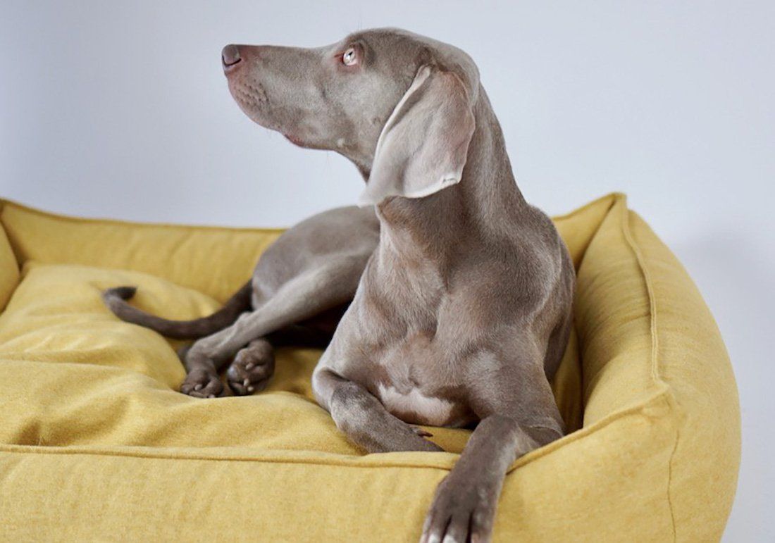 Weimaraner dog on a yellow dog bed featuring Pantone 2021 colors Ultimate Gray and Illuminating.