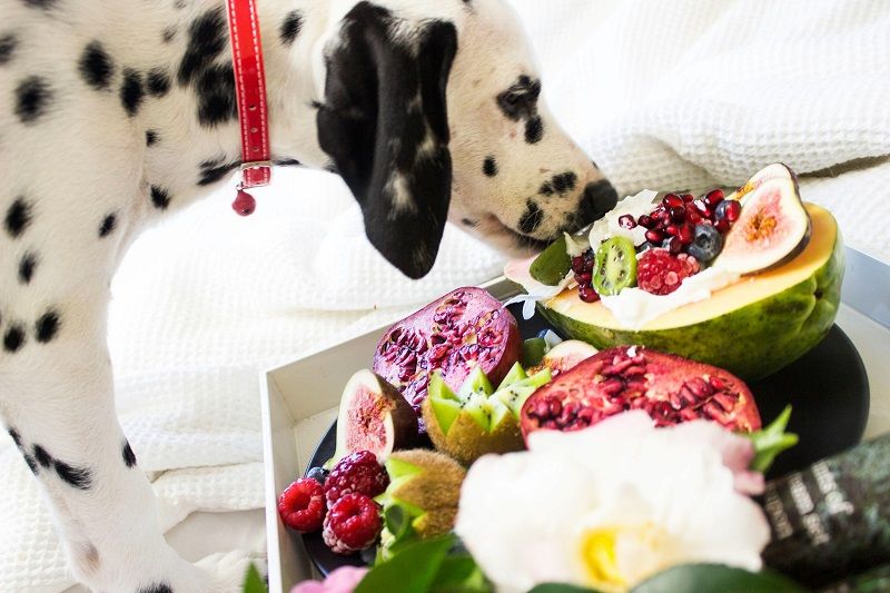 Dalmatian dog sniffing a platter of safe fruits for dogs including kiwi, pomegranate, and fresh berries.