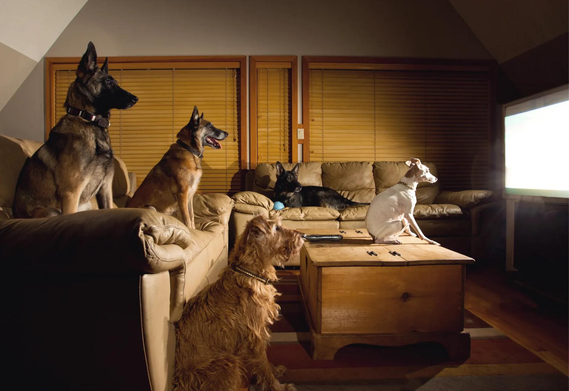 Five dogs of various breeds sitting in a living room and intently watching a dog movie on a bright television screen.