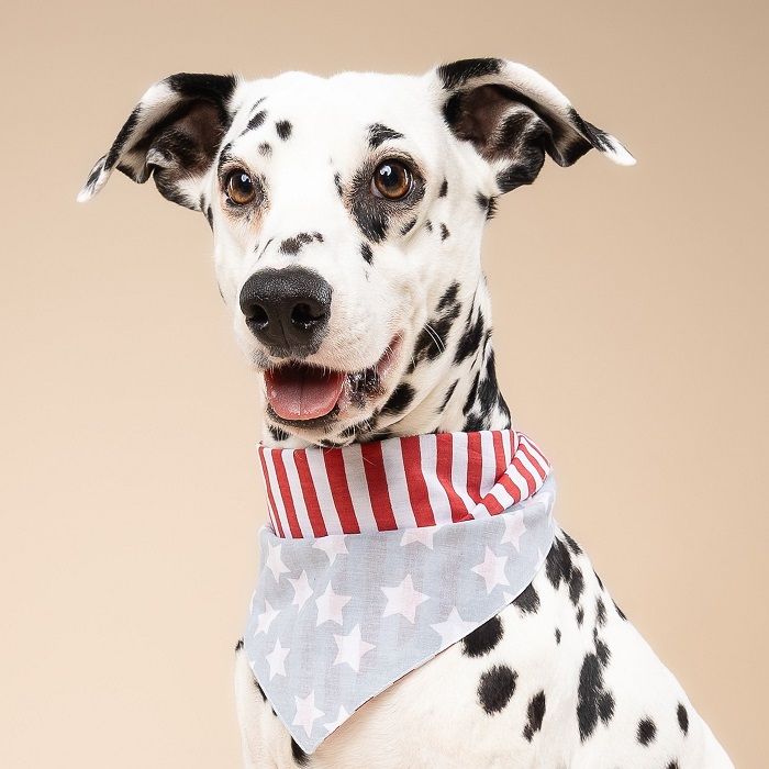 The Paws USA Dog & Cat Bandana