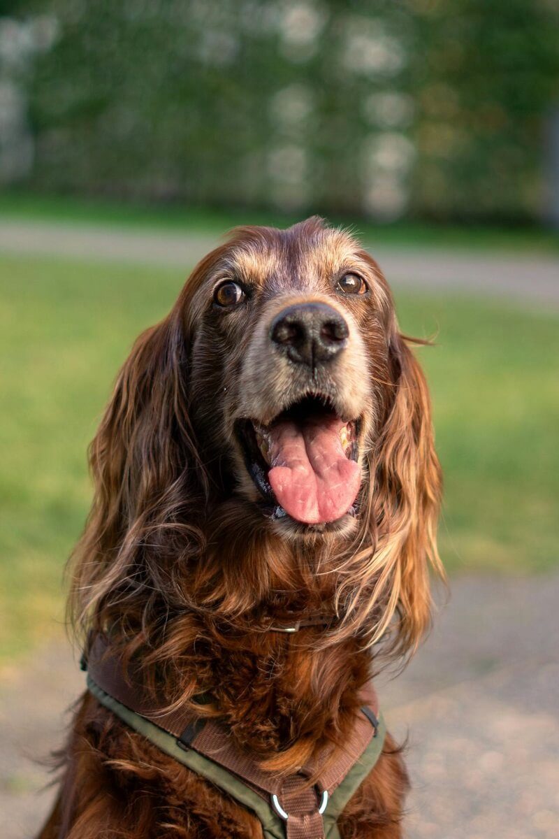 Irish Setter outdoors wearing a harness