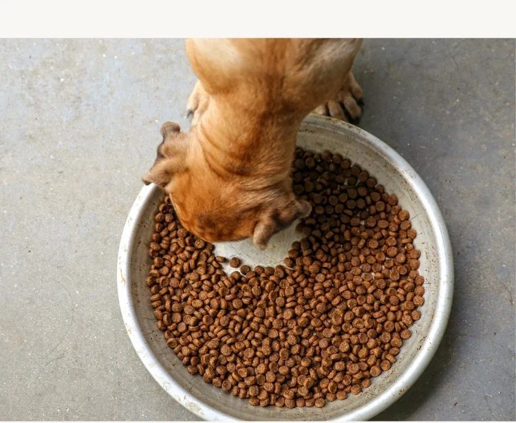 Tips for managing resource guarding in dogs