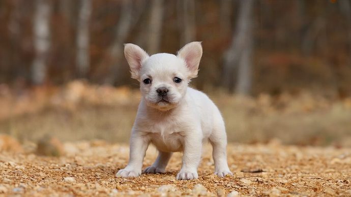 Long haired French Bulldog lying down with soft feathered fur around the neck and chest