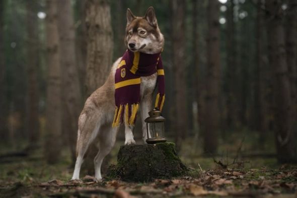 A dog wearing a Gryffindor scarf rests a paw on a stump beside a lantern in a forest.