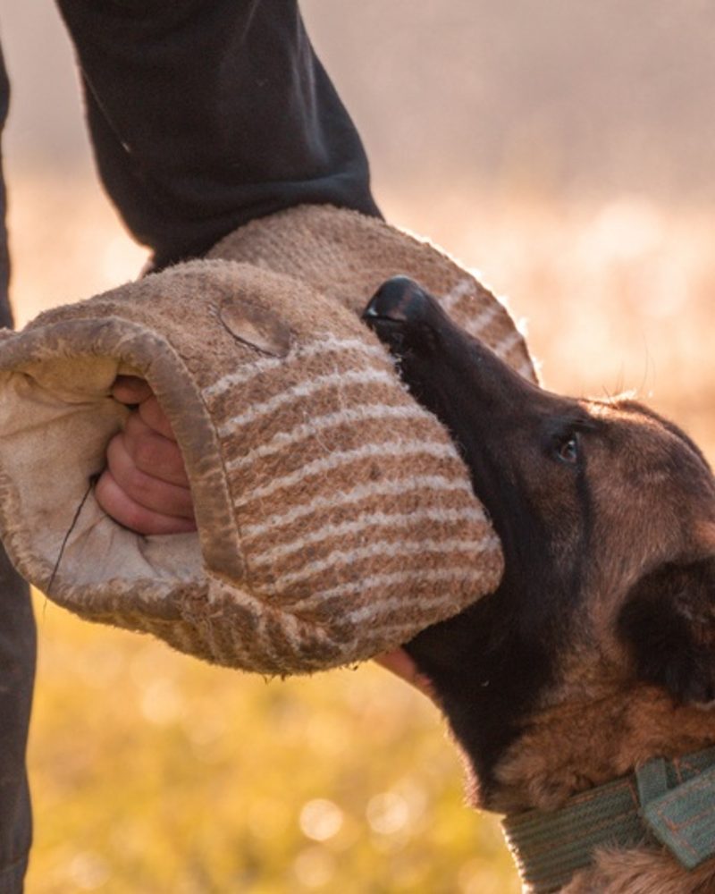 A dog wearing a collar bites down on a padded bite sleeve held by a person.