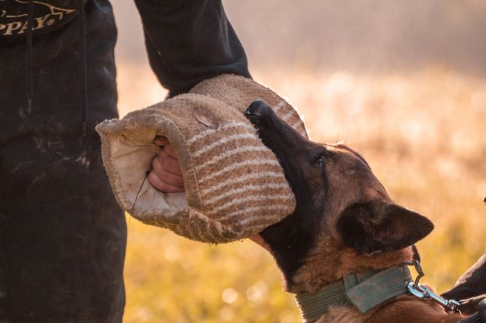 A dog wearing a collar bites down on a padded bite sleeve held by a person.