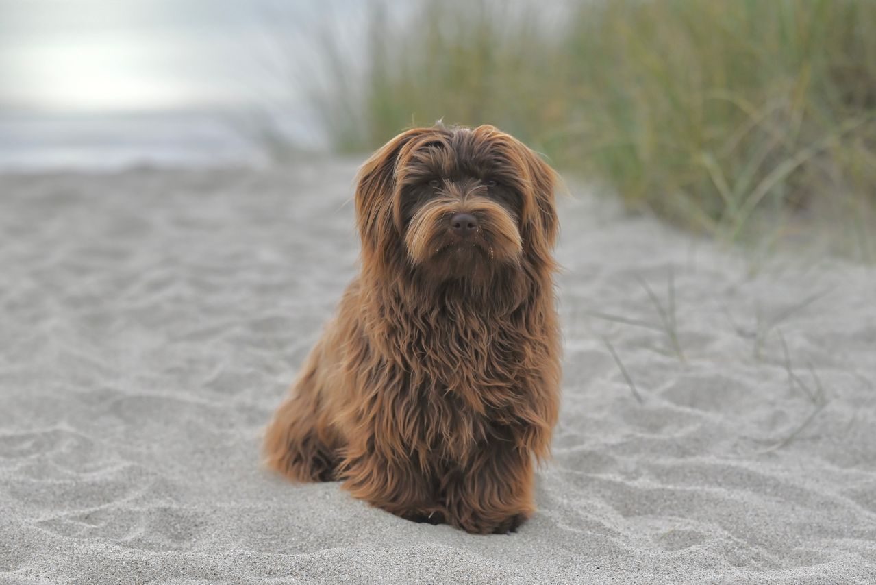 A fluffy brown havanese dog sits on a sandy beach near grassy dunes.
