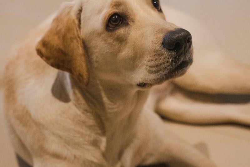 Labrador Retriever standing outdoors, a classic first dog for active homes